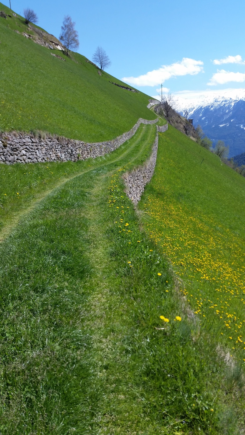 Beratung, Coaching, Supervision, Training, Moderation – Grüner Hang mit einem schmalen, gewundenen Pfad