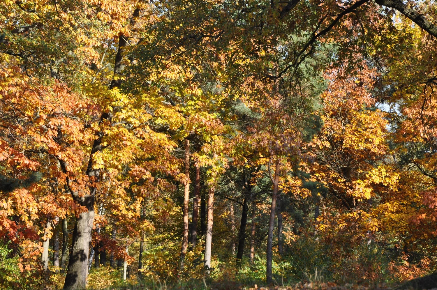 Beratung, Coaching, Supervision, Training, Moderation – Herbstwald