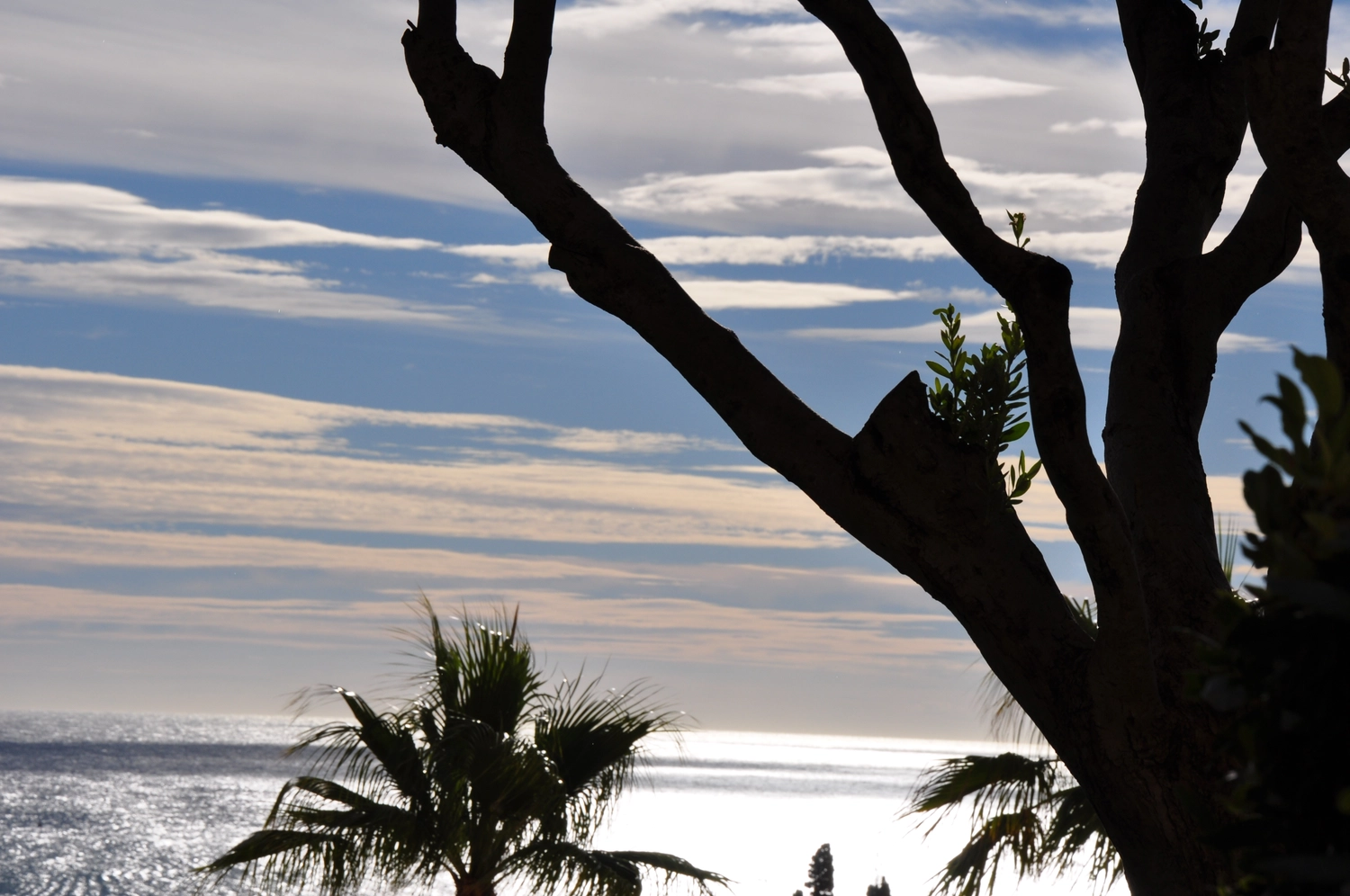 Beratung, Coaching, Supervision, Training, Moderation – Strand mit Baum- und Palmensilhouetten